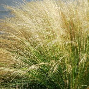 (G) Feather Grass seeds 0.05g (415411)