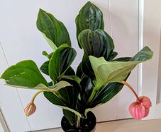 Medinilla Maginifica Plant
