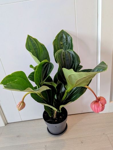 Medinilla Maginifica Plant