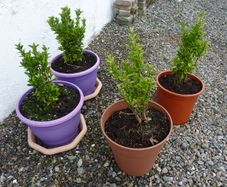 Shrubs