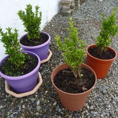 Shrubs