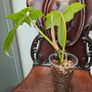 Philodendron Golden Dragon (Var. Revert to green) Image 6