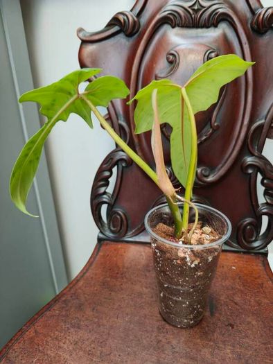 Philodendron Golden Dragon (Var. Revert to green)