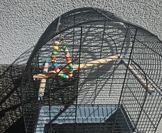 bird cage