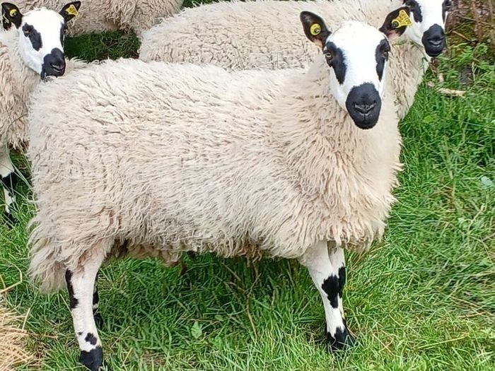 Excellent Kerryhill Hogget rams for sale