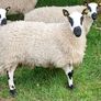 Excellent Kerryhill Hogget rams for sale Image 9