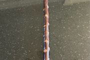 Blackthorn showing stick