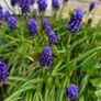 Flowers. Muscari Image 2