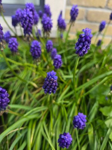 Flowers. Muscari