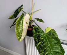 Philodendron Jose Bueno Plant