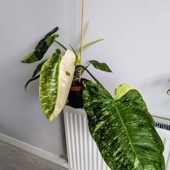 Philodendron Jose Bueno Plant