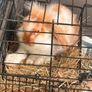 Purebred lop Rabbit male Image 2