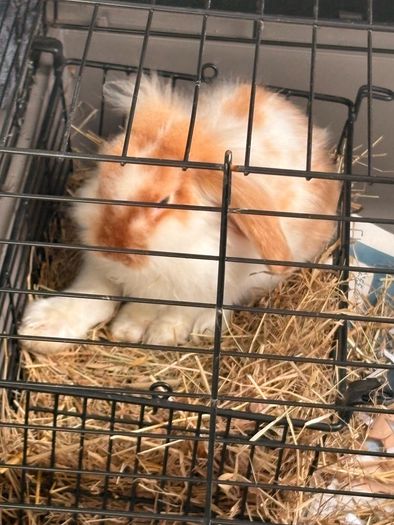 Purebred lop Rabbit male