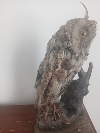 Antique Owl