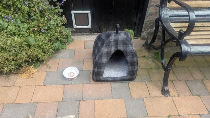 Cat Igloo