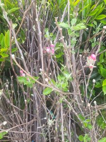 apple trees