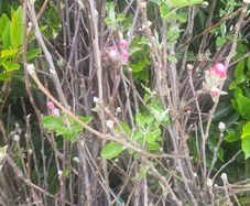 apple trees
