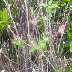 apple trees