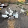Silkie Rooster (Show Quality) Image 2