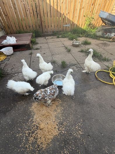 Silkie Rooster (Show Quality)