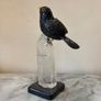 Hand-Carved Gemstone Blackbird on Tall Clear Quartz Crystal Point Image 6
