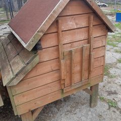 Hen