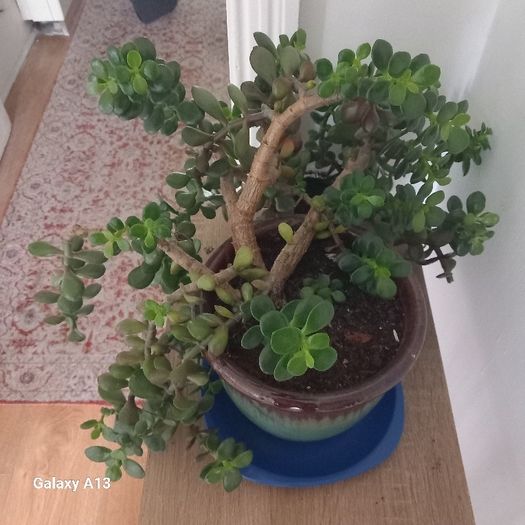 Money plant