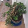 Money plant Image 3