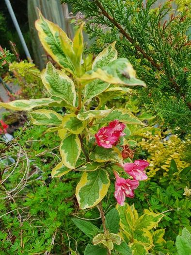 Shrubs, Garden Plants
