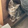 kittens Image 3