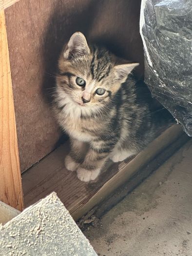 kittens