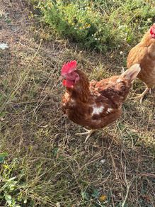 2 hens free to good home
