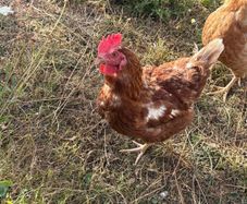 2 hens free to good home