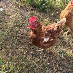 2 hens free to good home