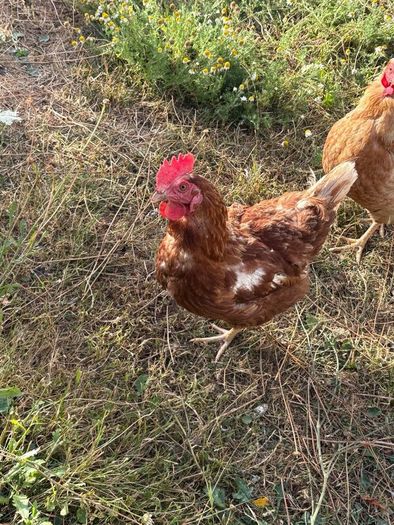 2 hens free to good home