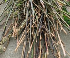 Bamboo sticks