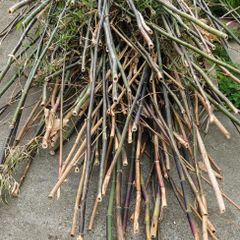 Bamboo sticks