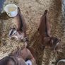 kid goats Image 3