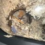 Pet gerbils with cage and accessories Image 4