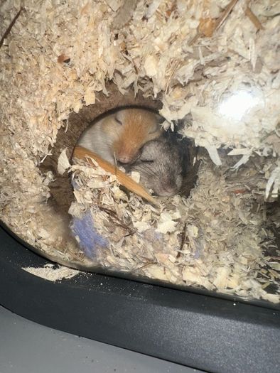 Pet gerbils with cage and accessories