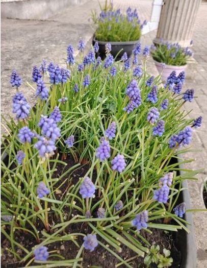 Muscari Seeds / Muscari Bulbs