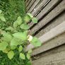 Cornus alba Image 5