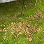 Berg 11 foot trampoline Image 5