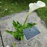 Beautiful White Flower Image 2