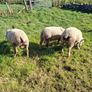 Last few quality charlollais hoggets left Image 3