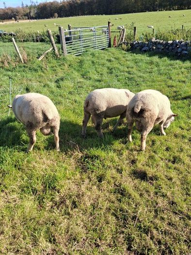 Last few quality charlollais hoggets left
