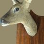 roe deer taxidermy Image 2