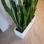 Sansevieria Zeylanica trough Image 6