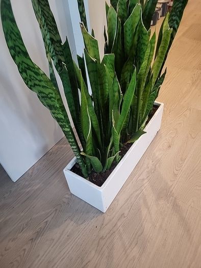 Sansevieria Zeylanica trough