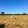 Bales of hay Image 3